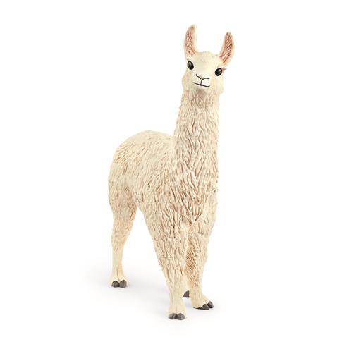 Lama