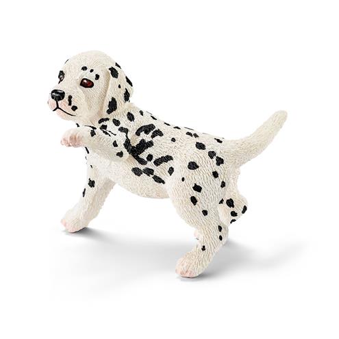 Dalmatiër Pup