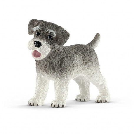 Dwergschnauzer